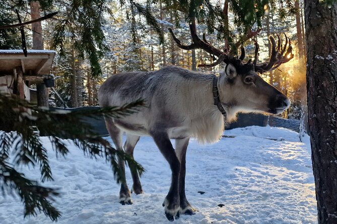 Reindeer Park Adventure - Key takeaways before you go