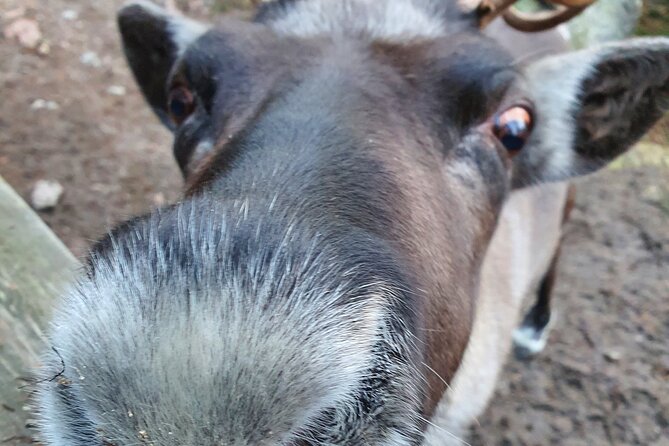 Reindeer Park Adventure - Nuuksio National Park stop: nature first, then animals