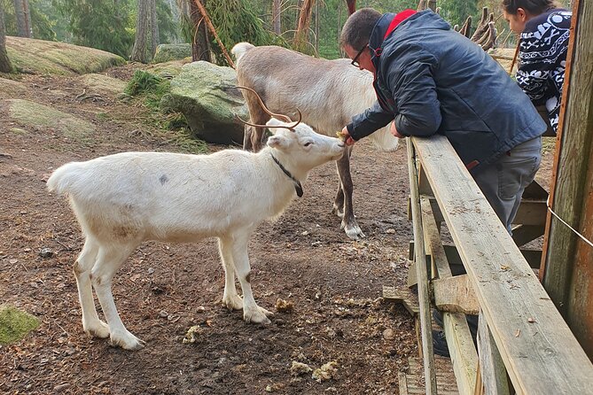 Reindeer Park Adventure - Price and value: why the sticker shock shows up