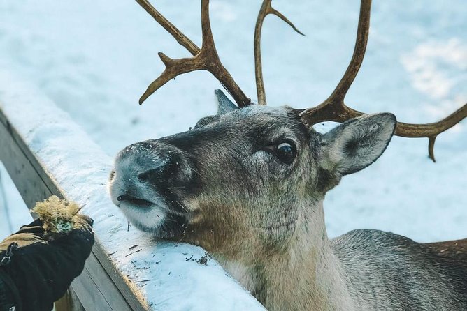 Reindeer Park Adventure - Reindeer farm time: feeding, fire, and Finnish warmth