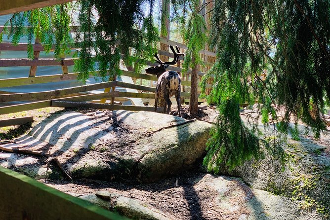 Reindeer Park & Horse Stables Safari - A short Helsinki countryside safari for reindeer lovers