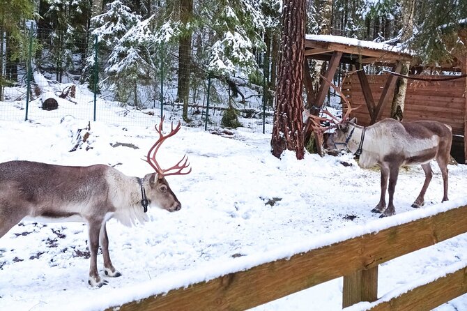 Reindeer Park & Horse Stables Safari - Practical tips so your day goes smoothly