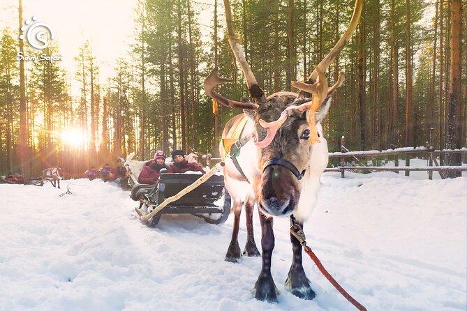 Reindeer Safari in Arctic Wilderness - Key highlights you will care about