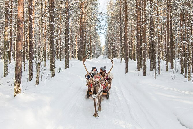 Reindeer Safari in Arctic Wilderness - Rovaniemi Arctic Wilderness, without the hassle