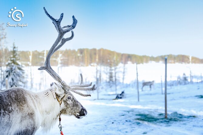 Reindeer Safari in Arctic Wilderness - Warm farmhouse break: snacks, hot drinks, and the reindeer talk
