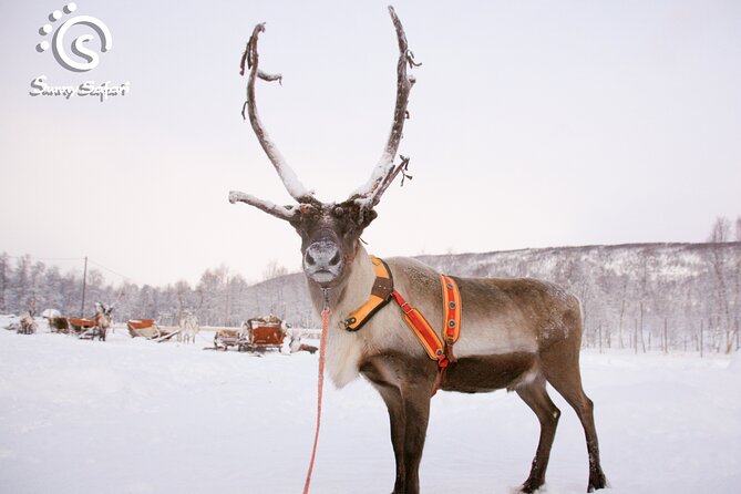 Reindeer Safari in Arctic Wilderness - Souvenir “reindeer driver’s license” and how to keep the memory