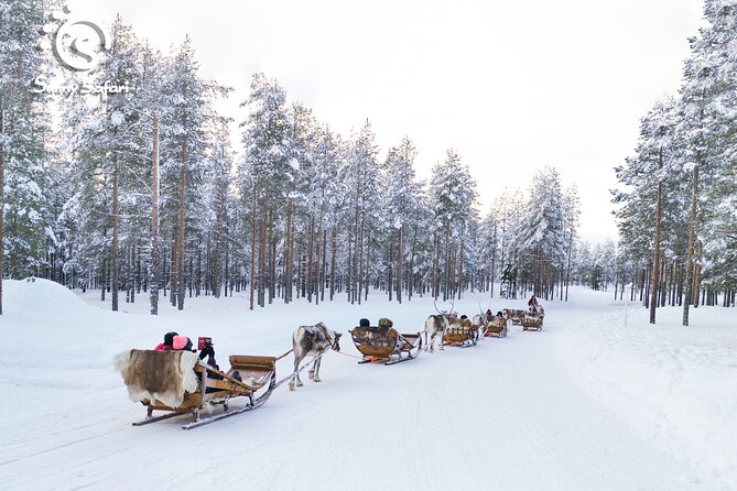 Reindeer Safari in Arctic Wilderness - Timing, logistics, and the one rule you should never break