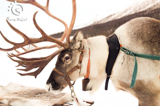 Reindeer Safari in Arctic Wilderness - Meeting the reindeer and fawns: calm, close, and photo-friendly