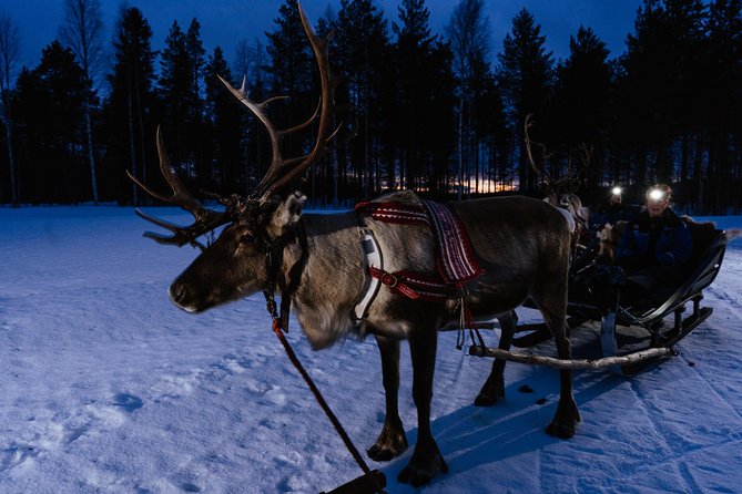 Reindeer Sleigh Ride Across the Night in Apukka Resort Rovaniemi - The reindeer husbandry story and Sami culture context
