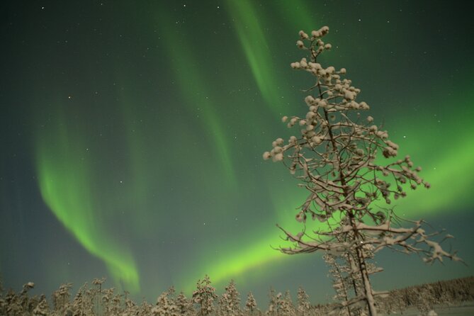 Reindeer Sleigh Ride Across the Night in Apukka Resort Rovaniemi - Price and value at about $223.57 per person