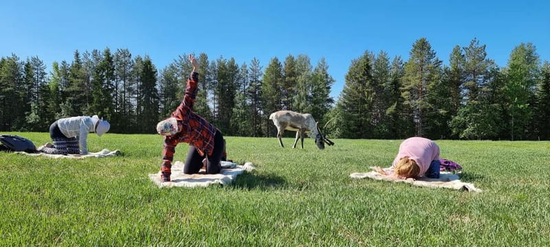 Reindeer yoga in Kuusamo - Where Reindeer Yoga in Kuusamo actually happens
