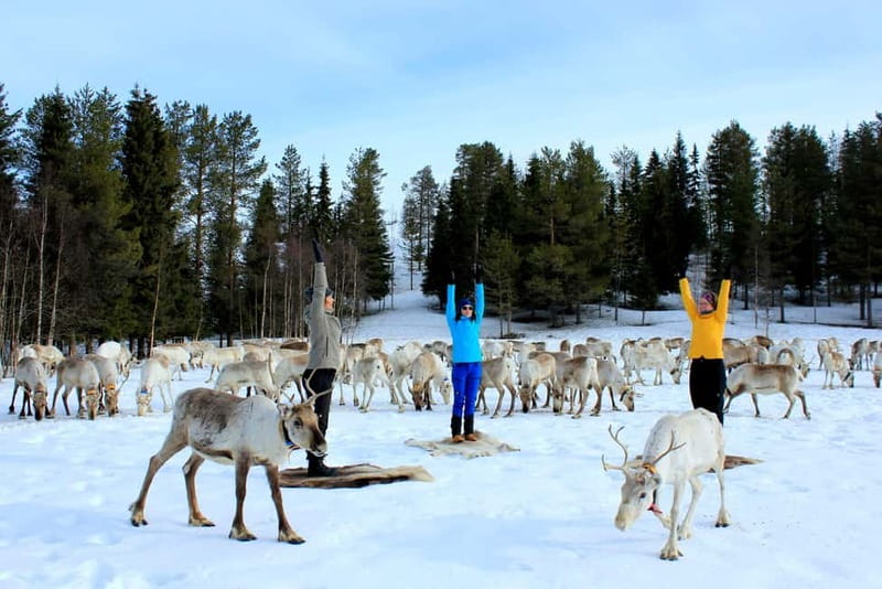 Reindeer yoga in Kuusamo - Yoga inside the reindeer fence: what the 1.5 hours feels like