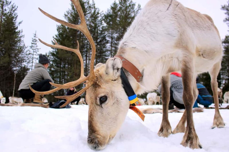 Reindeer yoga in Kuusamo - The vibe: easy yoga plus northern quiet