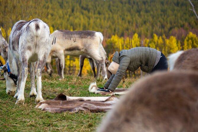 Reindeer yoga - The 90-minute flow: herders, reindeer hides, then a workshop stop