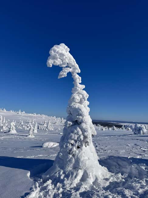 Riisitunturi & Frozen Waterfall Full Day Tour with Photos - Key points worth knowing before you go
