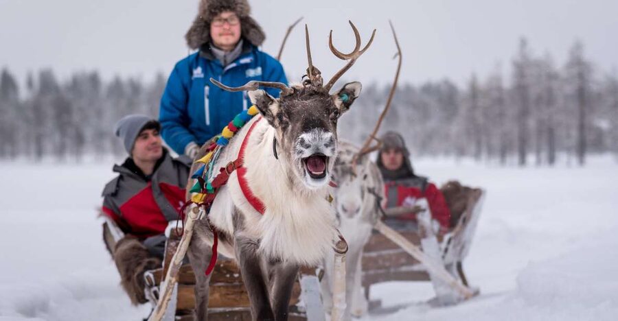 Rovaniemi: 2km Reindeer Sled Ride Through the Forest - Pickup at Santa Claus Holiday Village, Santa’s Hotel Santa Claus, or Santasport