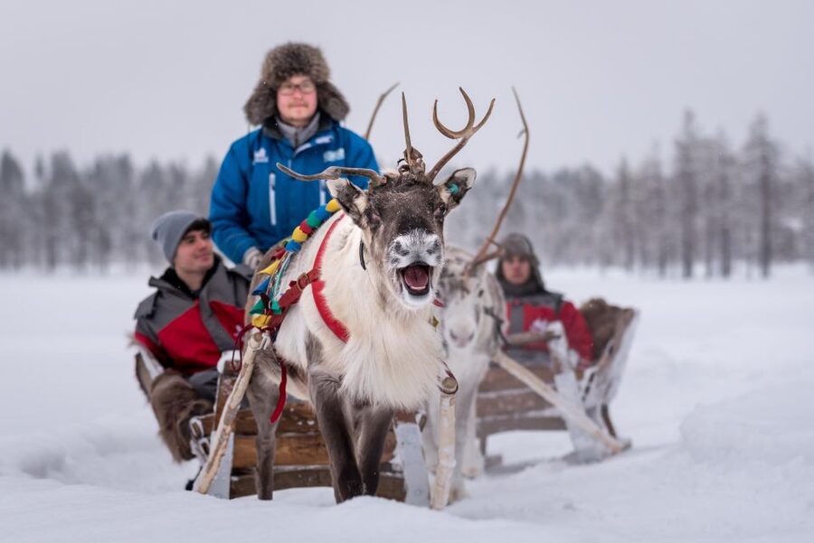 Rovaniemi: 2km Reindeer Sled Ride Through the Forest - Nature time in Finnish Lapland: why the forest feels so different