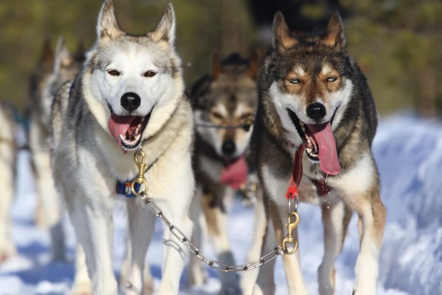 Rovaniemi: 7km Self-Drive Husky Sleigh Ride Adventure - Taking the reins on a 7km self-drive husky sled ride