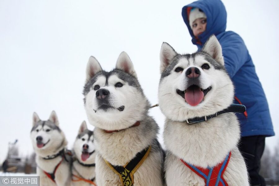 Rovaniemi: 7km Self-Drive Husky Sleigh Ride Adventure - The kennel visit and musher instructions that set you up for success