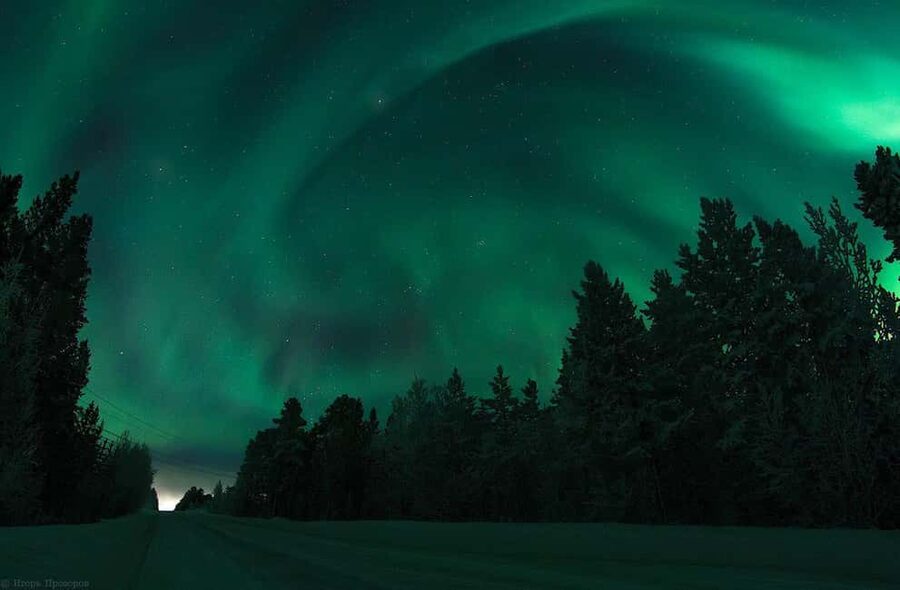 Rovaniemi: All-Inclusive Ranua Zoo Excursion & Aurora Dinner - Key points before you go