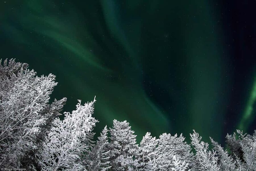 Rovaniemi: All-Inclusive Ranua Zoo Excursion & Aurora Dinner - Daytime highlights: lunch buffet, guided talk, and the Fazer stop
