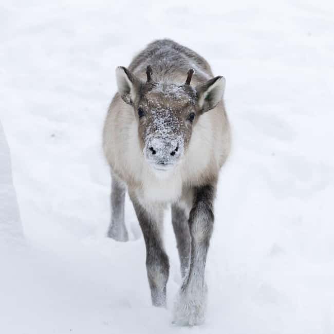Rovaniemi: All-Inclusive Ranua Zoo Excursion & Aurora Dinner - Secret stop spotting: Northern Lights hunt without city light interference