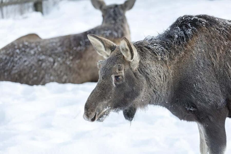 Rovaniemi: All-Inclusive Ranua Zoo Excursion & Aurora Dinner - Campfire dinner: Finnish flavors you do not have to plan for
