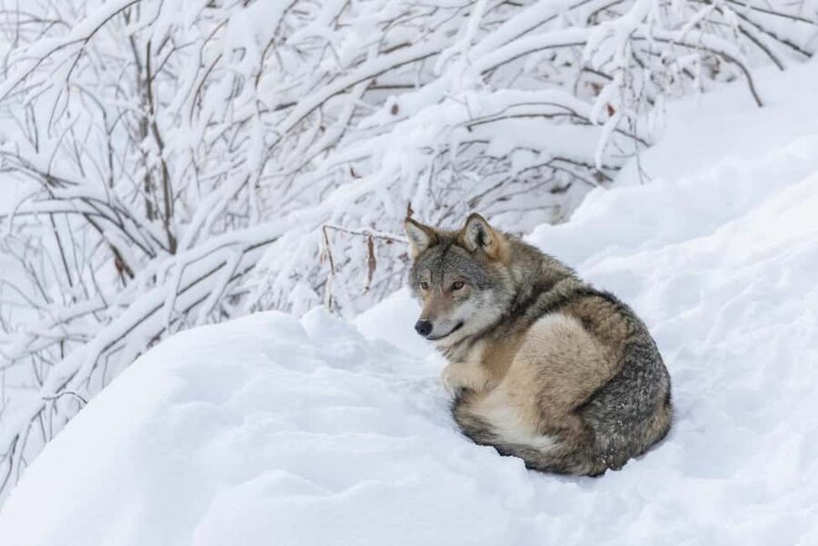 Rovaniemi: All-Inclusive Ranua Zoo Excursion & Aurora Dinner - Transportation, timing, and why the “all-inclusive” part saves you energy
