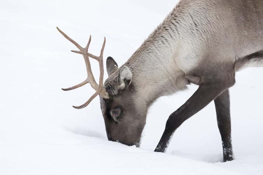 Rovaniemi: All-Inclusive Ranua Zoo Excursion & Aurora Dinner - Price and value: what $233 per person is buying you