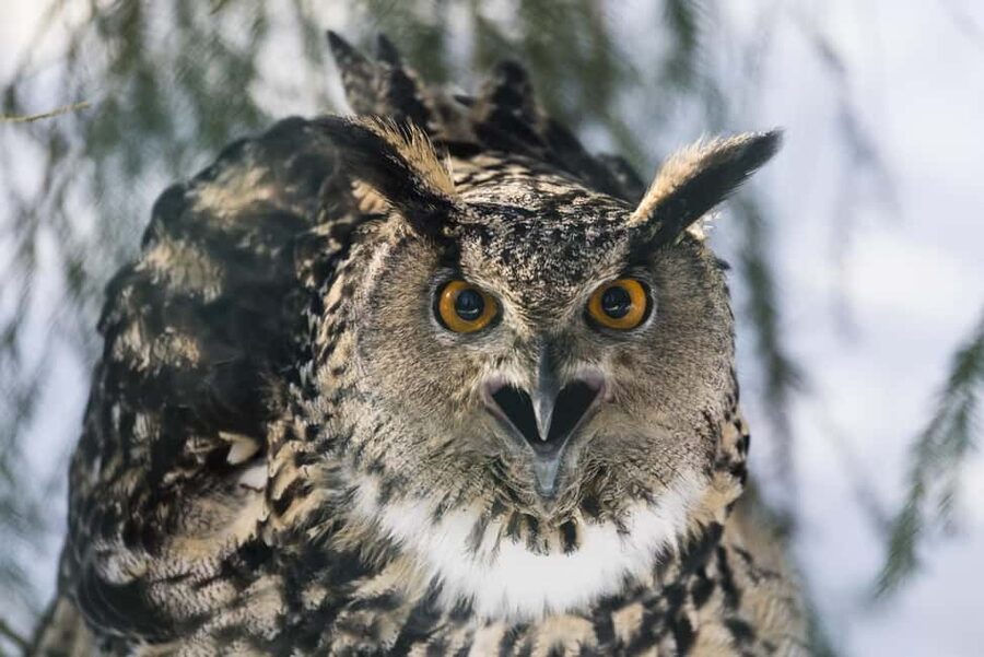 Rovaniemi: All-Inclusive Ranua Zoo Excursion & Aurora Dinner - Who should book this Ranua Zoo and aurora combo