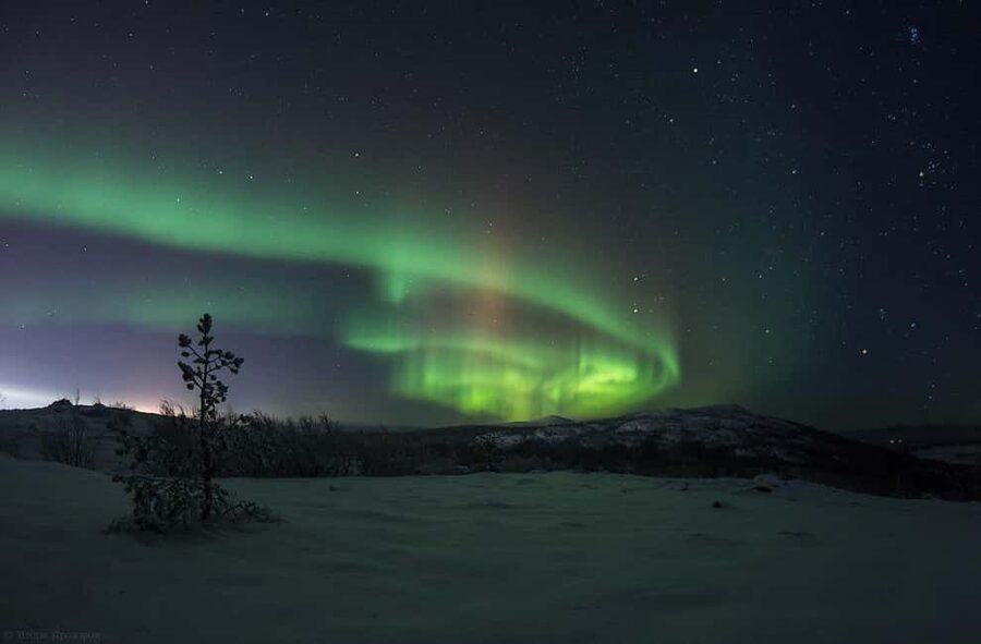 Rovaniemi: All-Inclusive Ranua Zoo Excursion & Aurora Dinner - Entering Ranua Wildlife Park: what you will see in your 3-hour visit