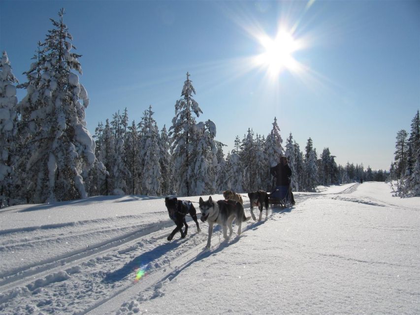 Rovaniemi: Apukka Husky Adventure 7km, self-driven - Key takeaways before you go