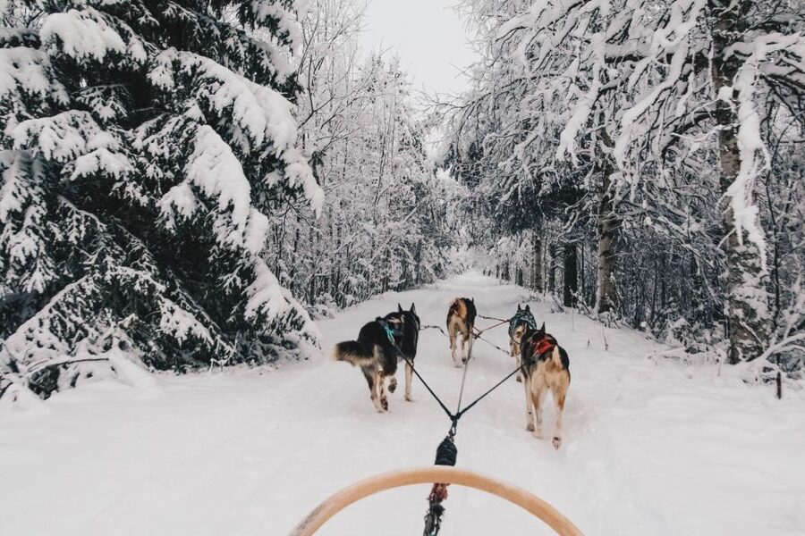 Rovaniemi: Apukka Husky Adventure 7km, self-driven - Meeting the huskies at the farm: petting, puppies, and care you can see