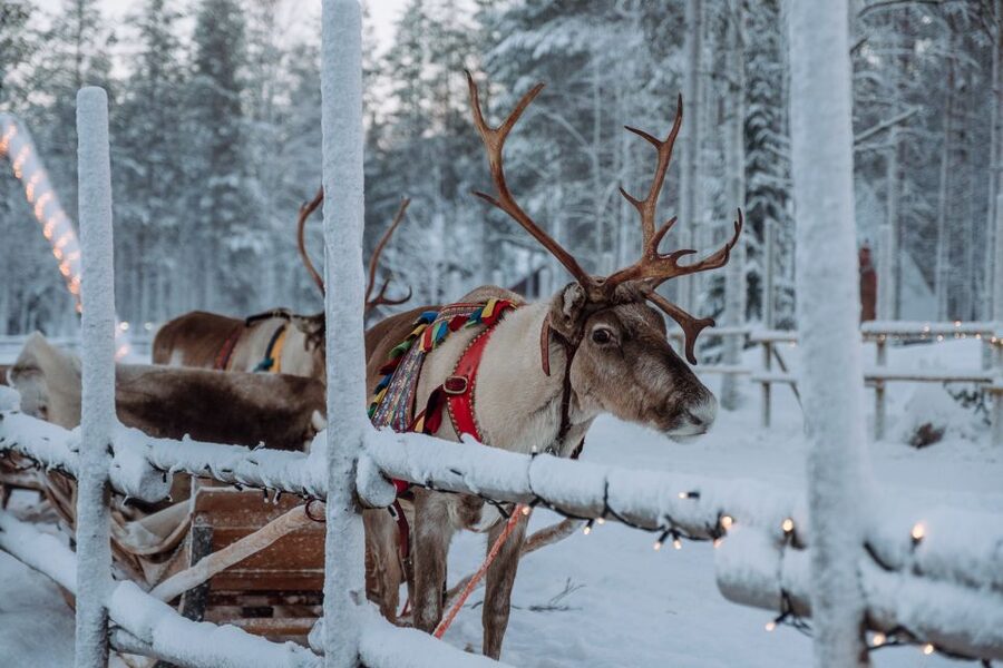 Rovaniemi: Apukka Reindeer Journey - Where Apukka fits into Rovaniemi’s reindeer scene
