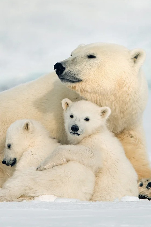 Rovaniemi: Arctic Animals Sleigh Rides and Wildlife Zoo - Key Points to Know Before You Go