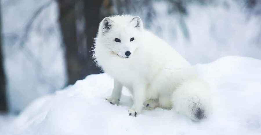 Rovaniemi: Arctic Animals Sleigh Rides and Wildlife Zoo - Who This Tour Fits Best in Your Lapland Trip