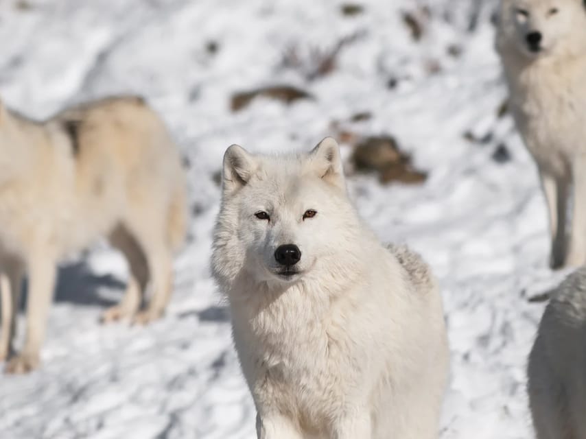 Rovaniemi: Arctic Animals Sleigh Rides and Wildlife Zoo - Rovaniemi to Ranua, the Day Plan That Actually Works