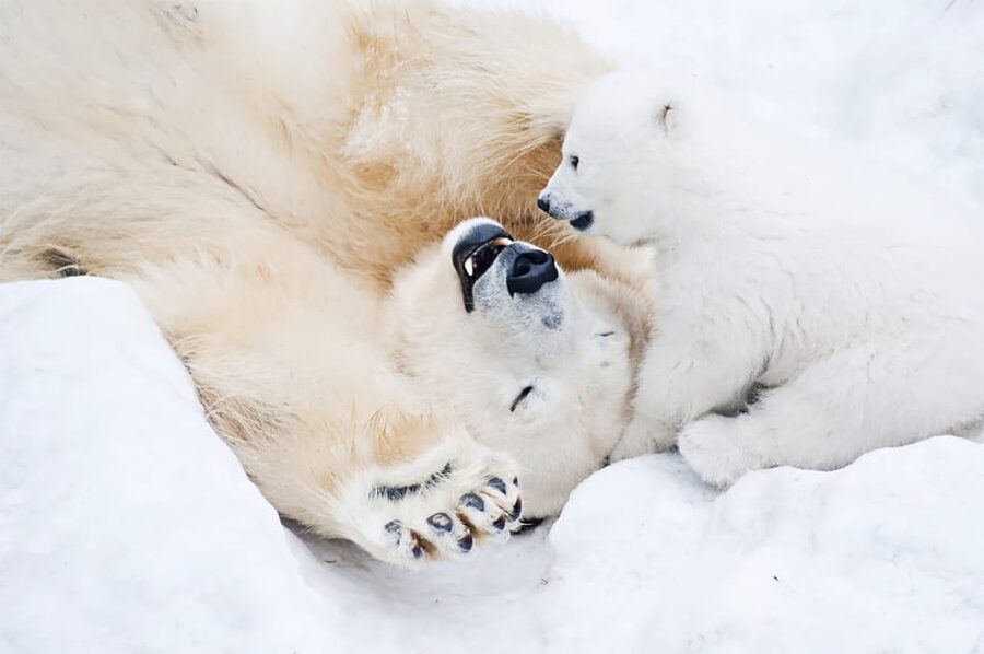 Rovaniemi: Arctic Animals Sleigh Rides and Wildlife Zoo - The Forest Lunch Break, Lappish Buffet in Warm Mid-Day Time