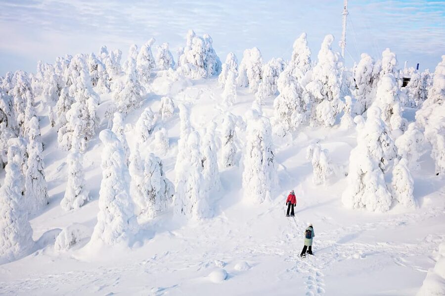 Rovaniemi: Arctic Animals Sleigh Rides and Wildlife Zoo - Timing, Snow Rules, and the Group Size Math