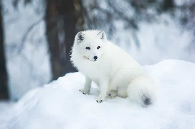 Rovaniemi: Arctic Animals Sleigh Rides and Wildlife Zoo - Price and Value: What $340 Gets You (and What It Does Not)