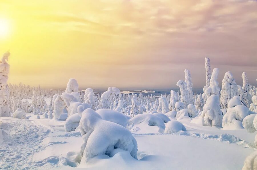 Rovaniemi: Arctic Animals Sleigh Rides and Wildlife Zoo - The Husky Farm Stop and Dog Sleigh Ride Reality