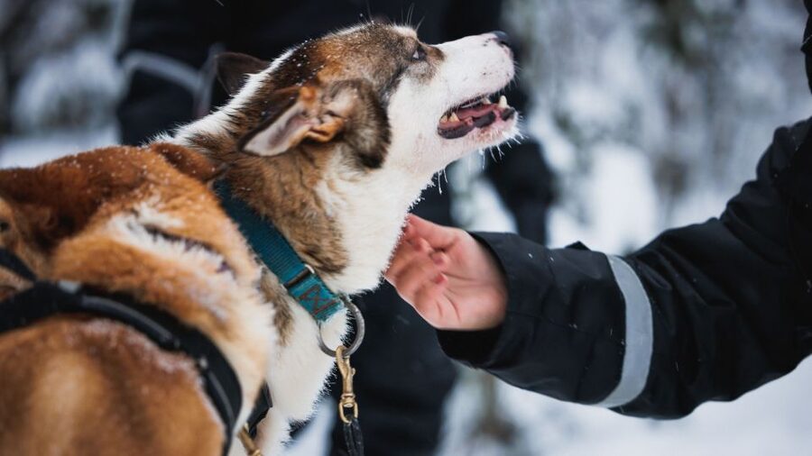 Rovaniemi: Arctic Circle Highlights by Snowmobile - How the Day Starts at Arctic Circle Snowmobile Park