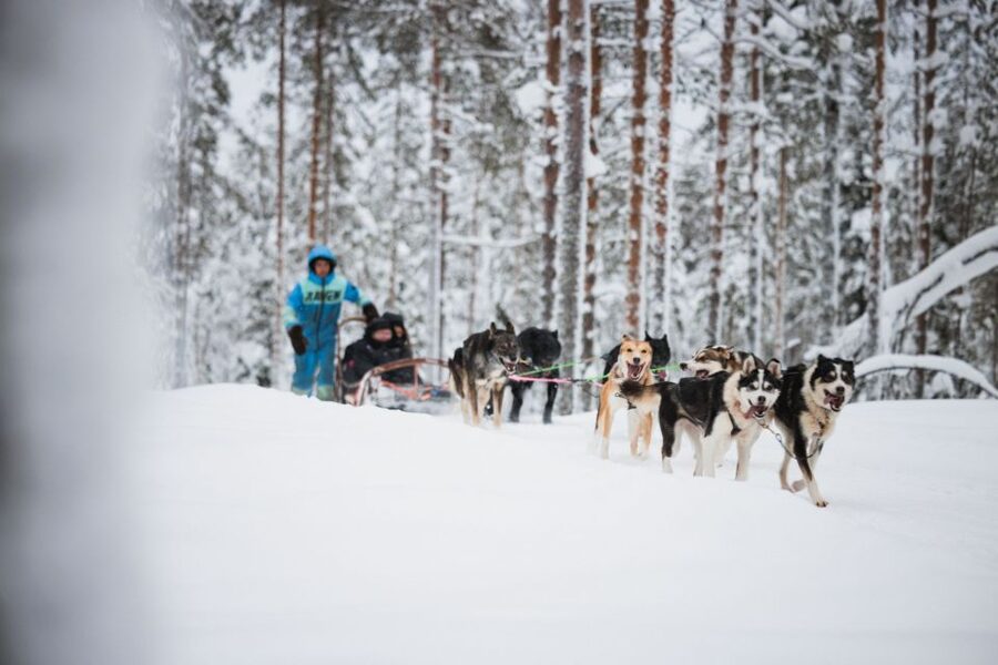 Rovaniemi: Arctic Circle Highlights by Snowmobile - Reindeer Farm Time and the Short Sled Ride That Teaches You How It Works