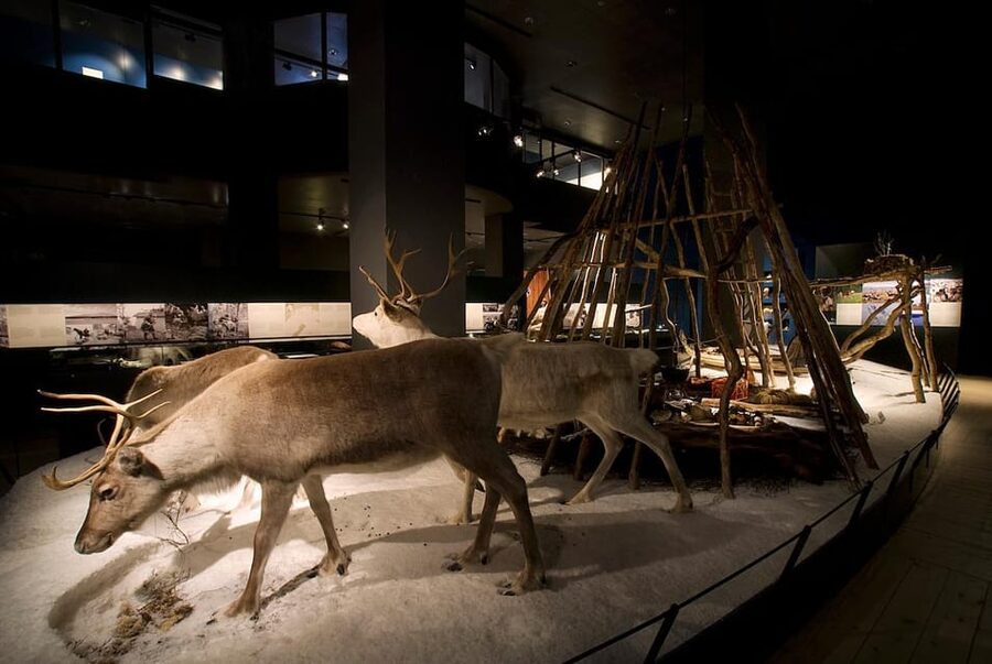 Rovaniemi: Arktikum Science Centre and Museum Entry Ticket - Price and Value, Is a $25 Ticket Worth It?