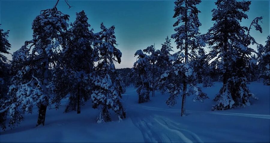 Rovaniemi: Aurora Hunting Tour in the Forest with Hot Drinks - Key Highlights You’ll Care About