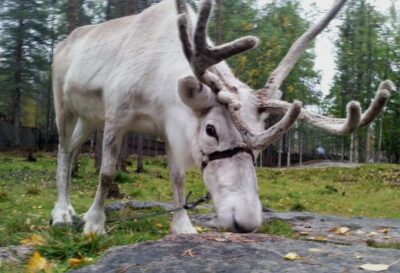 Authentic Reindeer Farm & Canoeing