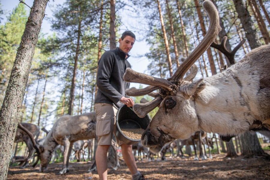 Rovaniemi: Authentic Reindeer Farm & Canoeing - Small Group Size, English Guidance, and the Real Timing