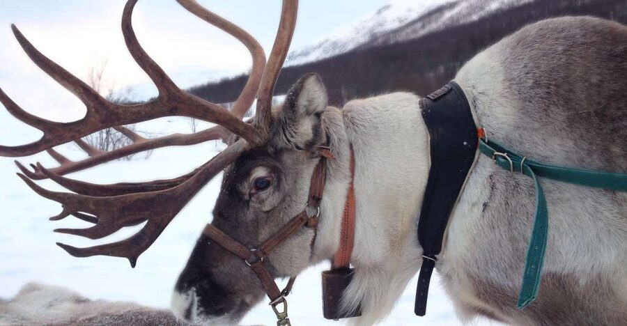 Rovaniemi: Authentic Reindeer Farm Visit & Short Sleigh Ride - Feeding Reindeer Like a Pro: Small Rules That Make a Big Difference