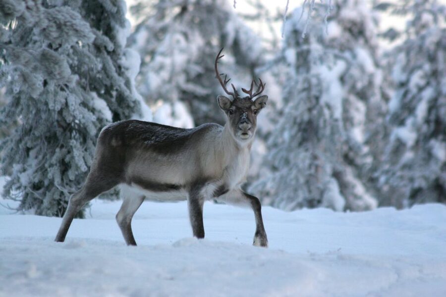 Rovaniemi: Authentic Reindeer Farm Visit & Short Sleigh Ride - Who Should Book This Reindeer Farm Visit