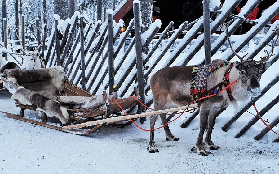Rovaniemi: Authentic Reindeer Farm Visit & Short Sleigh Ride - The Oldest Rovaniemi Reindeer Farm: What You’ll Do After You Arrive